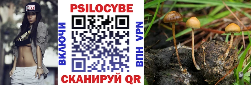 Галлюциногенные грибы Psilocybe  где купить наркоту  kraken ТОР  Староминская 